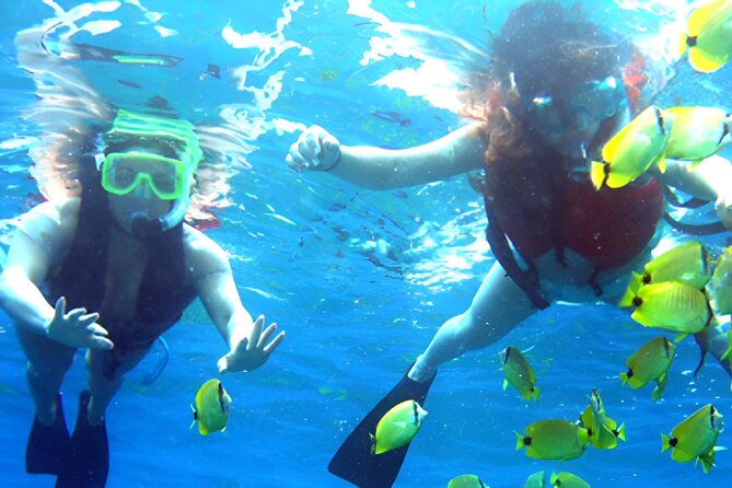 Dolphin Watching and Snorkeling Activity in Muscat - How Dolphin Watching Works and What You Might Spot