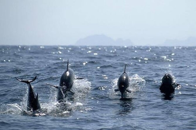 Dolphin Watching and Snorkeling Activity in Muscat - What’s Included On Board (and How It Affects the Value)