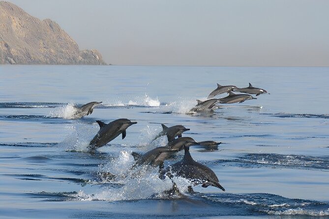 Dolphin Watching and Snorkeling Activity in Muscat - Weather, Sea Conditions, and the Real-Life Odds