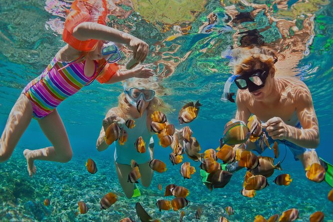 Dolphin Watching and Snorkeling Tour from Muscat - Key Things To Know Before You Go