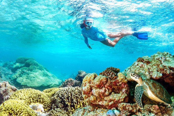 Dolphin Watching and Snorkeling Tour from Muscat - Snorkeling in Bandar Khiran for About 1 Hour