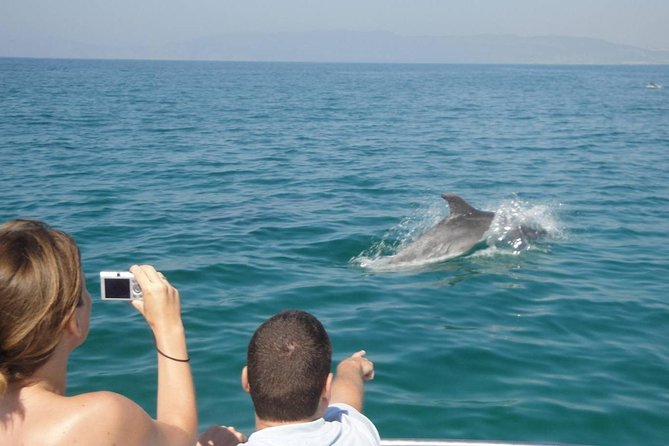 Dolphin Watching and Snorkeling Tour from Muscat - Wildlife Beyond Dolphins: Seabirds, Fish, and Sea Turtles