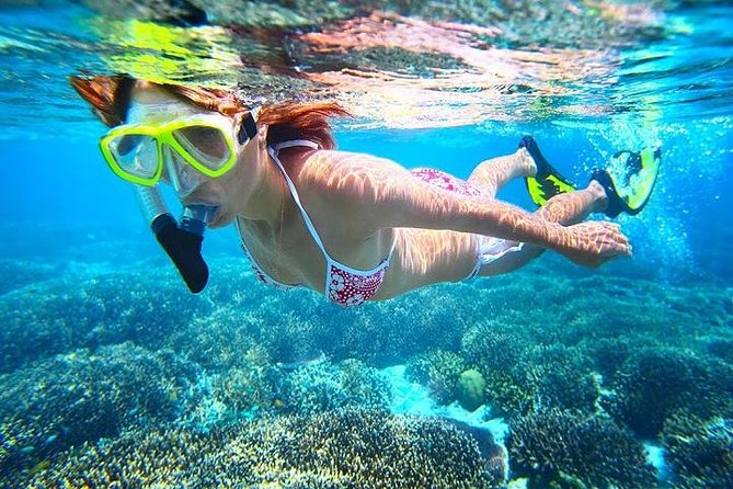 Dolphin Watching and Snorkeling Tour from Muscat - Dolphin Watching on the Water, Spinner to Bottlenose