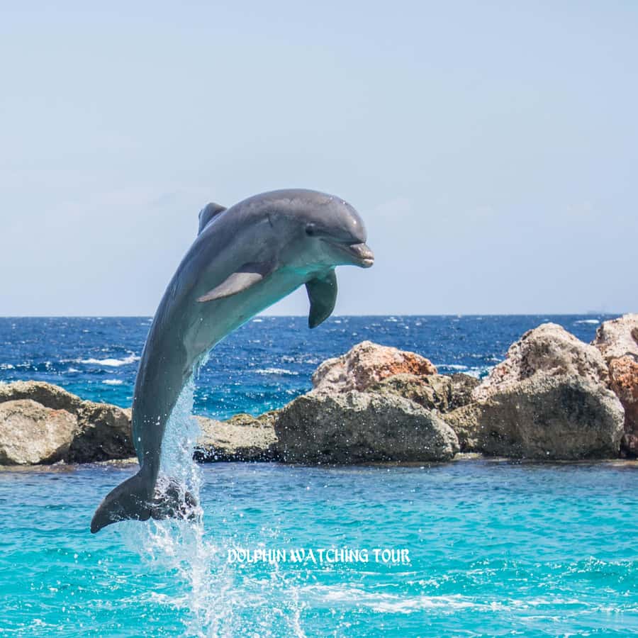 Dolphin Watching and Snorkeling Tour with Hotel Transfers - From Your Hotel to Bandar Al Rowdha Marina, Without Fuss