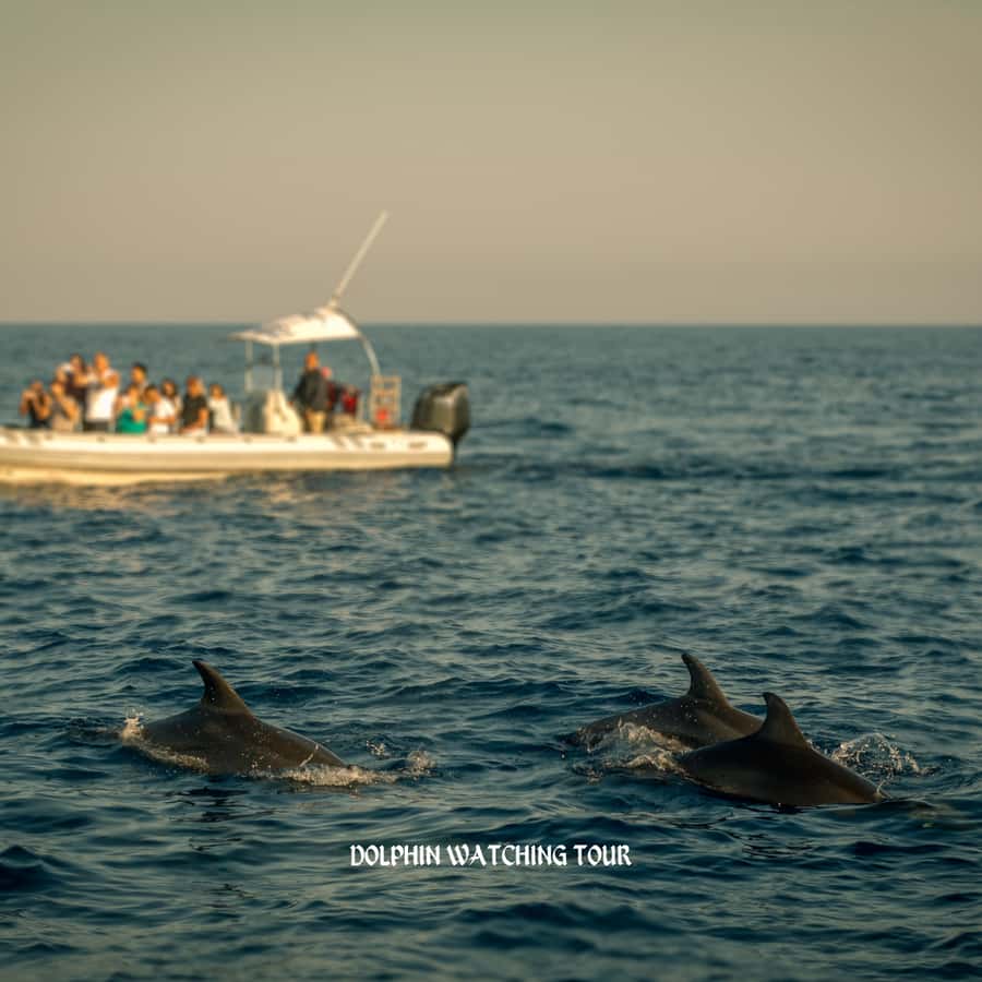 Dolphin Watching and Snorkeling Tour with Hotel Transfers - Dolphin Watching From the Boat, Plus a Realistic Take on Sightings