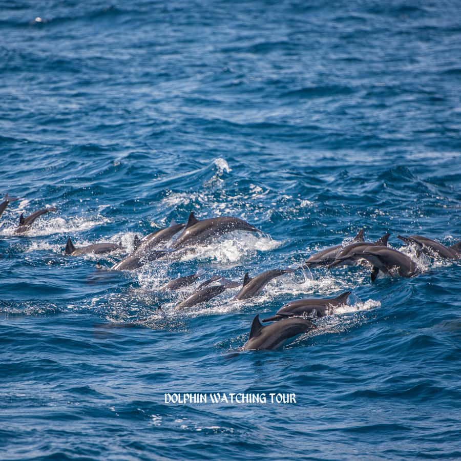 Dolphin Watching and Snorkeling Tour with Hotel Transfers - Snorkeling in the Gulf of Oman, What to Expect