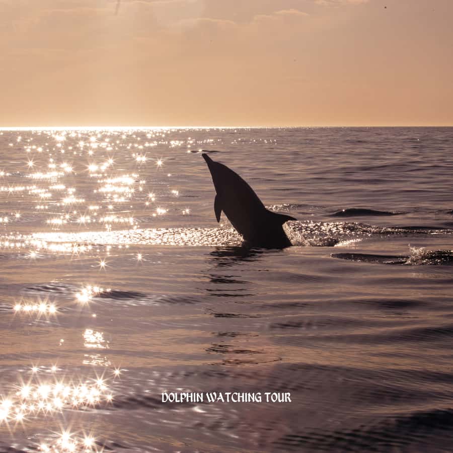 Dolphin Watching and Snorkeling Tour with Hotel Transfers - Price and Value: Why $73 Can Make Sense Here