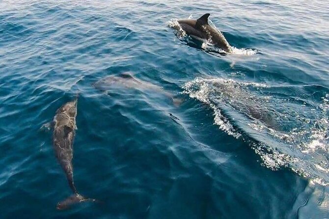 Dolphin Watching in Muscat - Price and value: why $59 can make sense
