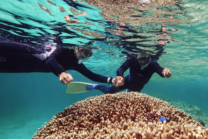 Dolphin Watching & Snorkeling - A 3-Hour Boat Plan for Muscat Dolphins and Snorkeling