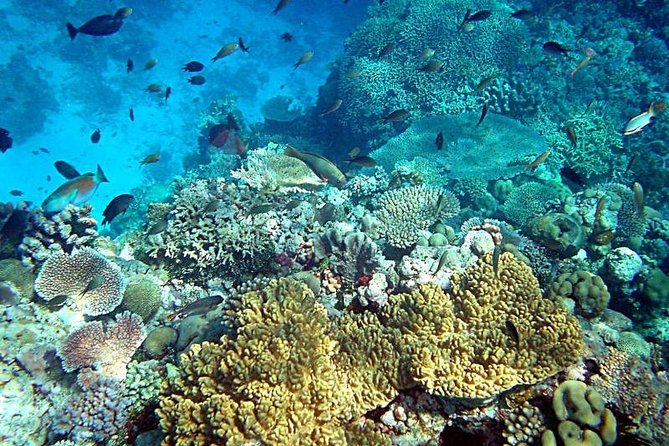 Dolphin Watching & Snorkeling - Snorkeling in Muscat’s Sheltered Bays: Gear, Fish, and Sea Turtles