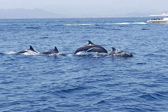 Dolphin Watching & Snorkeling - Who Should Book This Dolphin and Snorkeling Tour