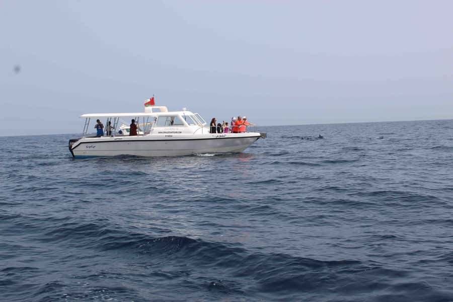 Dolphin Watching Tour - Key Highlights You Should Care About