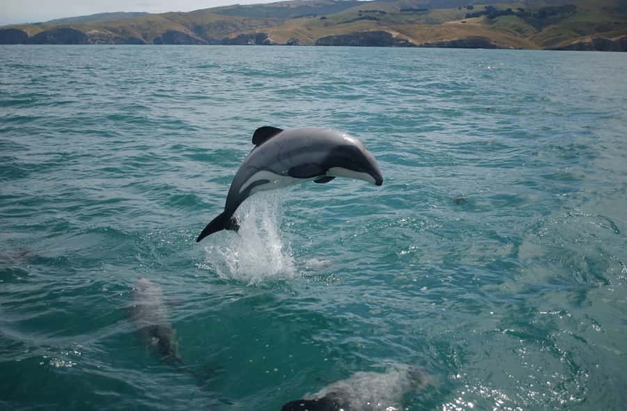 Dolphin Watching Tour - Dolphin Watching on a Speed Boat from Marina Bandar Al Rowdha