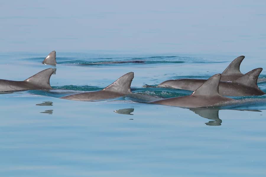 Dolphin Watching Tour - The 2-Hour Flow: Safety Briefing, Dolphin Watching, Back to Marina