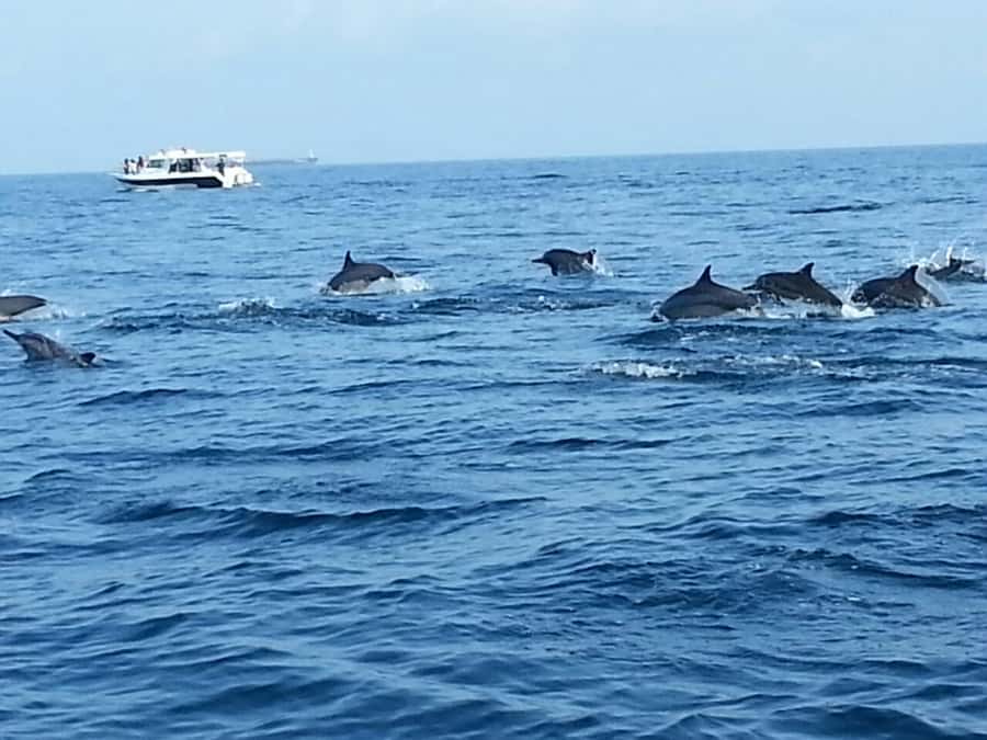 Dolphin Watching Tour - A Note on the Dolphin Spotting Mindset