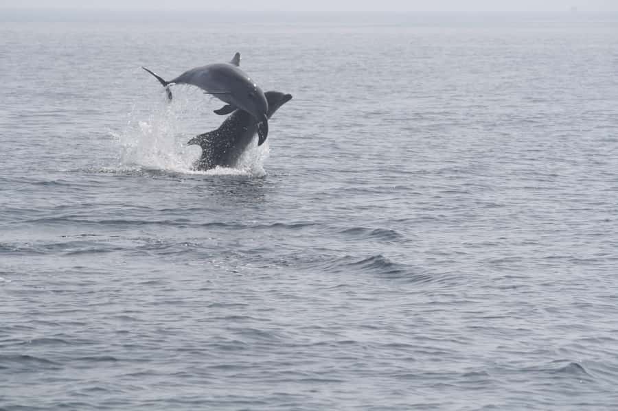 Dolphin Watching Tour - What Dolphins You Might Spot in Muscat Waters