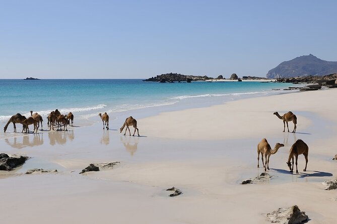 East and West Salalah Combination Private Full-day Tour - Included vs Not Included: What You Pay For Really Adds Up