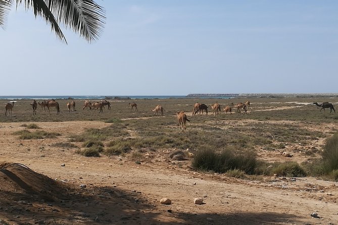 East Salalah Highlights: Half-Day Heritage & Scenic Countryside - Stop 1: Taqah Castle, Mud Houses, and the Wali’s Former Home