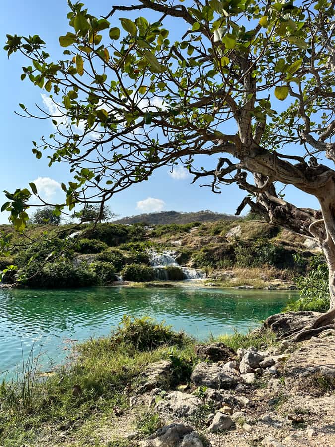 Elite Private Full Day Tour - Salalah Main Attractions - What you get on board, from tea to halwa and coconut drinks
