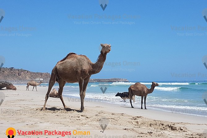 Empty Quarter 'Rub Al Khali' Day Tour - 4X4 Safari Adventure - Ubar: the lost city idea, and why the sand matters