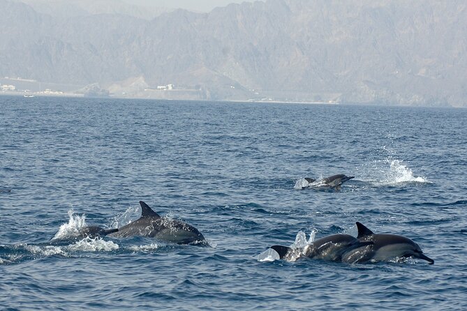 Experience Dolphin watching and snorkeling in Muscat - Timing and Duration: How 3 Hours Fits Real Travel Days
