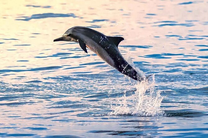 Experience Dolphin watching and snorkeling in Muscat - Price and Value: Is $58.50 Worth It?