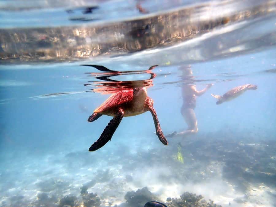 From Al-Seeb: Dimaniyat Islands Boat Trip with Snorkeling - Ad Dimaniyat Nature Reserve: why this snorkel feels special