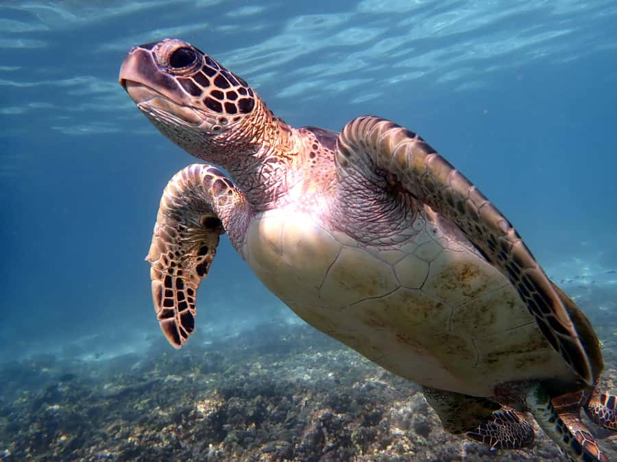 From Al-Seeb: Dimaniyat Islands Boat Trip with Snorkeling - From Al-Seeb fish market to a briefing that actually settles you