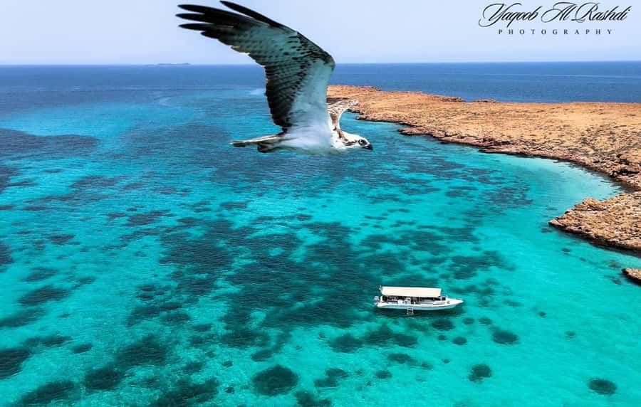 From Al-Seeb: Dimaniyat Islands Boat Trip with Snorkeling - The Black Tip reef stop: rays, leopard sharks, and whale-shark luck