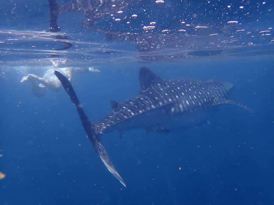 From Al-Seeb: Dimaniyat Islands Boat Trip with Snorkeling - Booking verdict: should you book this Al-Seeb turtle and reef snorkel?