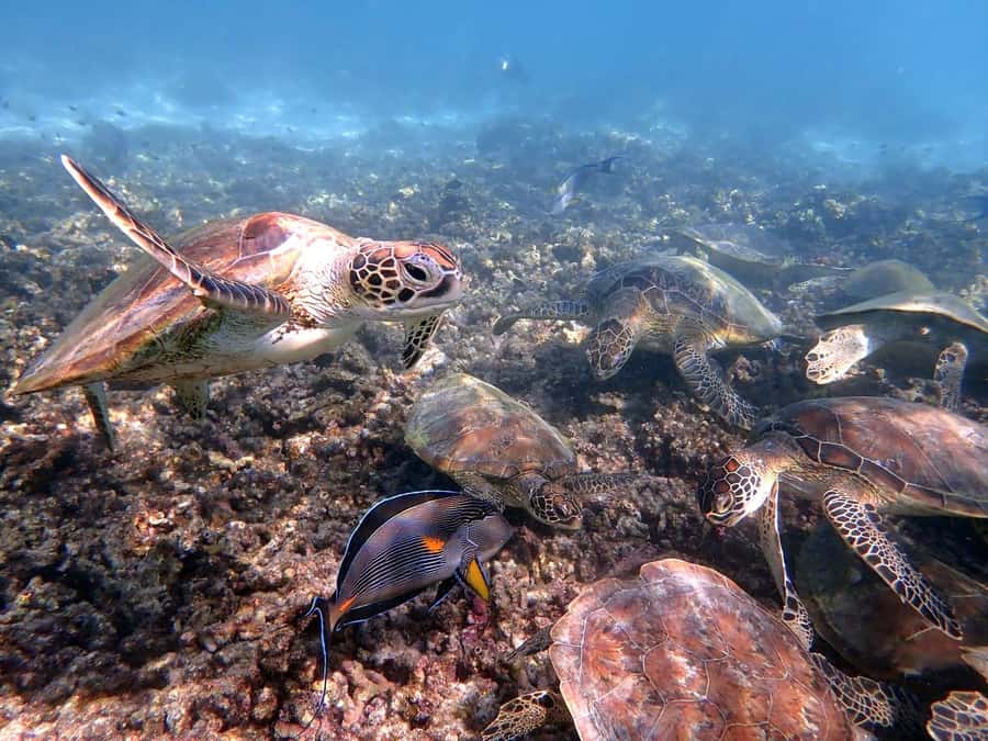 From Al-Seeb: Dimaniyat Islands Boat Trip with Snorkeling - Turtle City: your guaranteed sea turtle moment