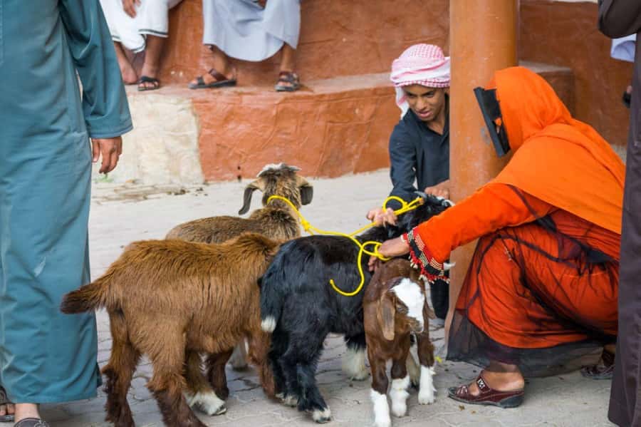 From Muscat: 3-Days Nizwa, Desert, Turtle, Wadi Shab - Key Highlights Worth Your Attention