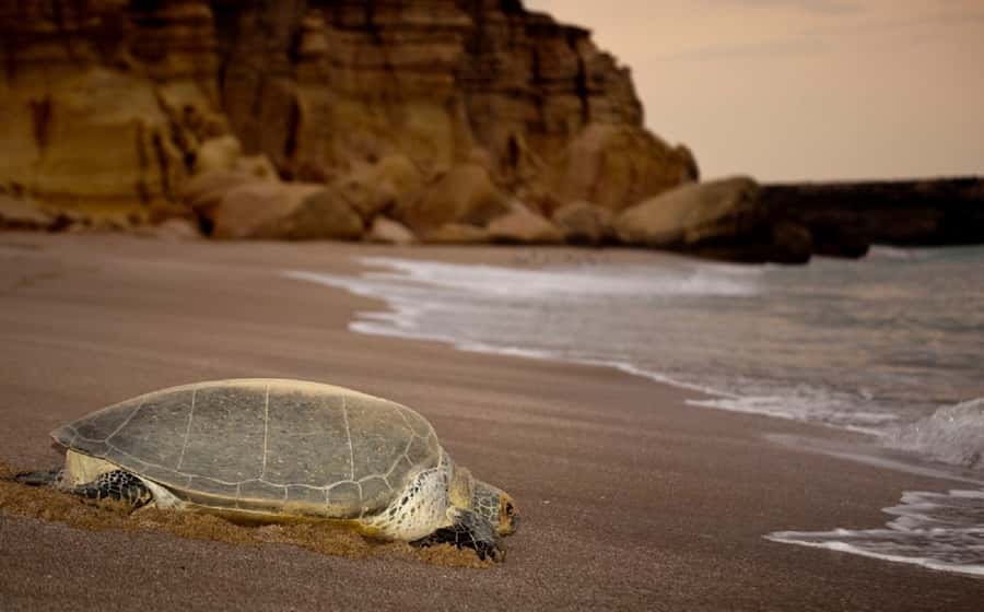 From Muscat: 4-Day Oman Highlights Tour - Why This 4-Day Oman Route Works From Muscat