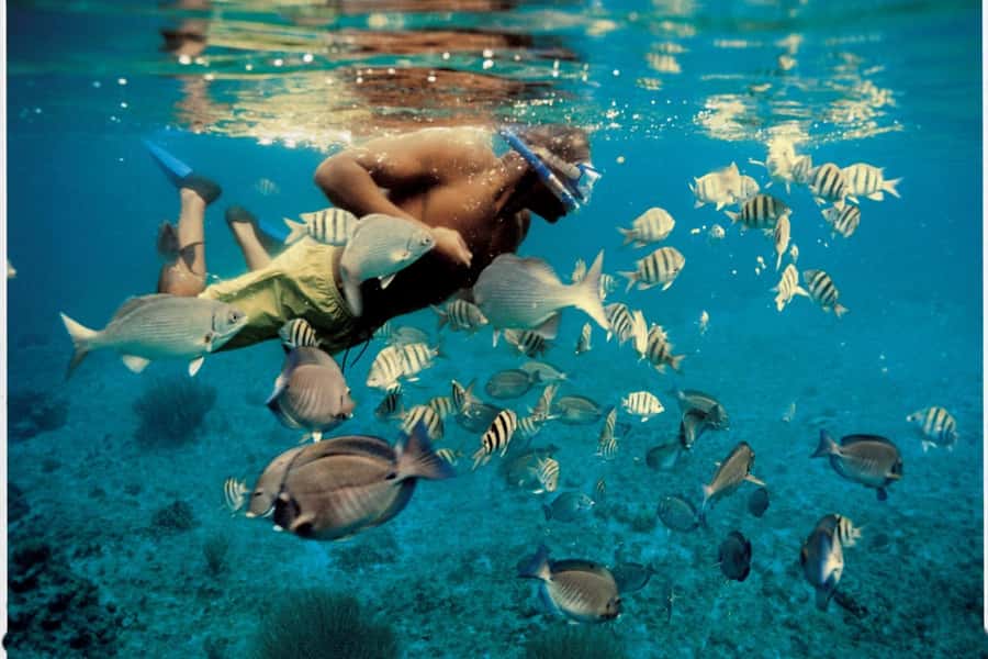 From Muscat: Dimaniyat Islands Snorkeling Tour - Key things I’d plan around