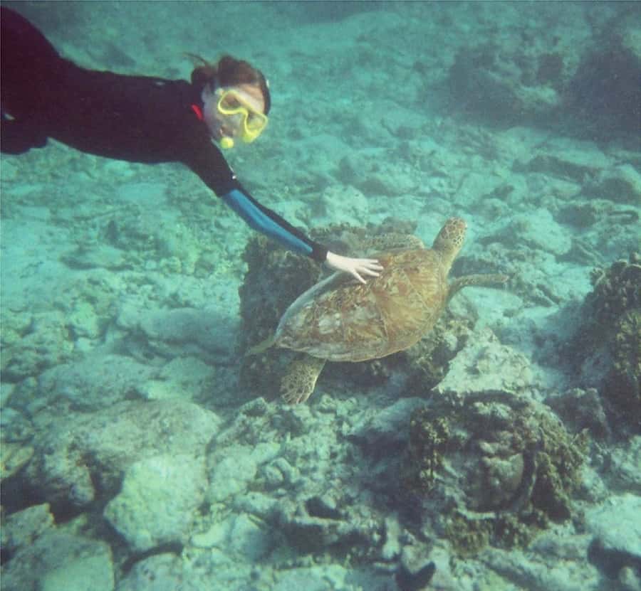 From Muscat: Dimaniyat Islands Snorkeling Tour - Boat wildlife time: dolphins, sharks, and the art of looking without panicking