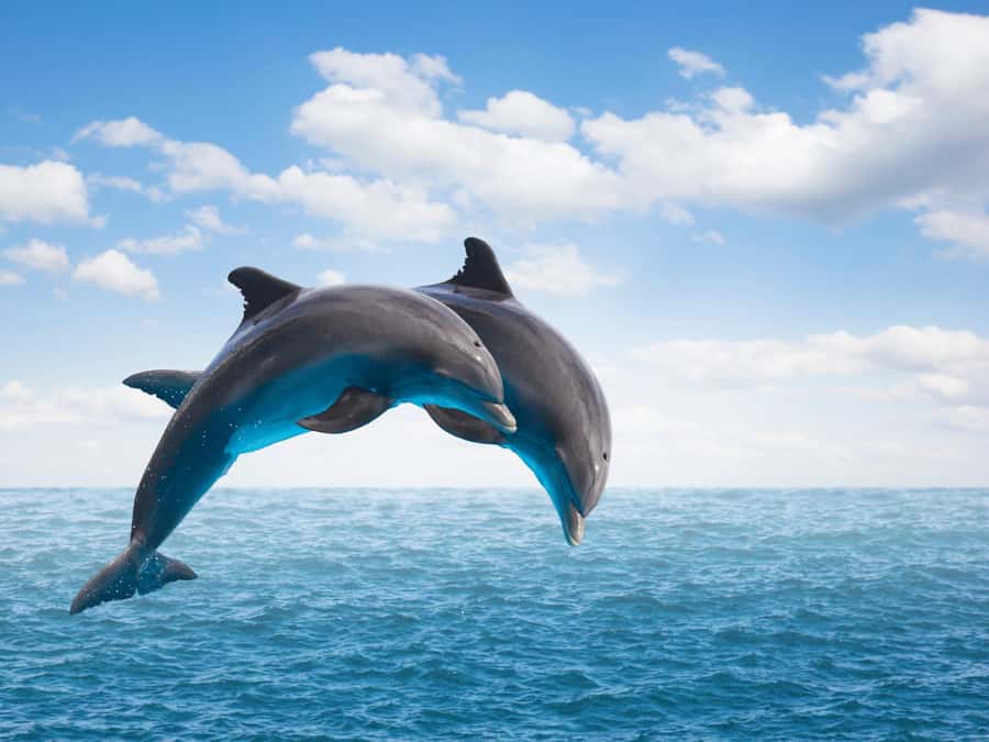 From Muscat: Discover Dolphins Day Trip - Key things I’d plan around