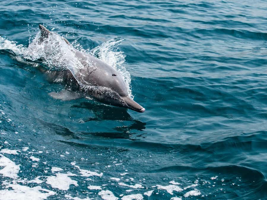 From Muscat: Discover Dolphins Day Trip - The guide commentary is the difference between guessing and knowing