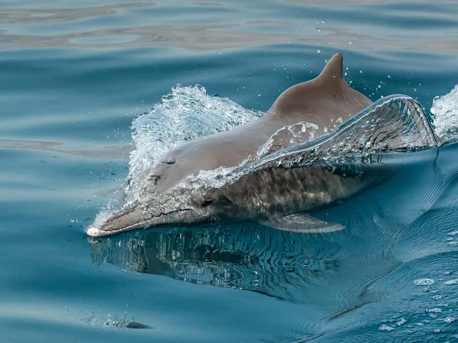 From Muscat: Discover Dolphins Day Trip - Should you book this dolphin day trip?