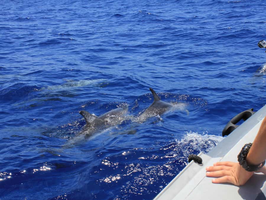 From Muscat: Discover Dolphins Day Trip - What you are actually doing for 2 hours on the water