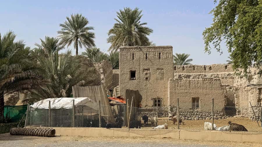 From Muscat: Nizwa and Jebel Akhdar Tour with Lunch - FAQ