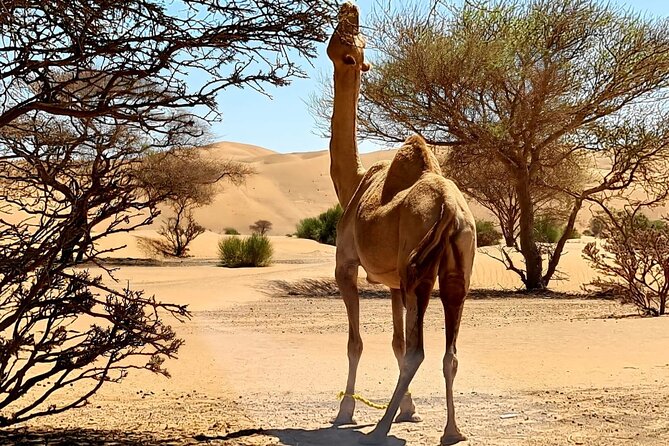 From Muscat: Wadi Hawar and Wahiba Sands Desert Tour - Price and Value: What $175 Includes, What It Doesn’t