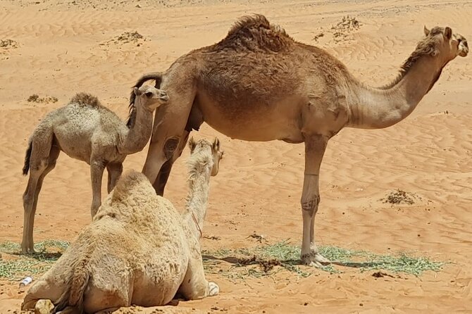 From Muscat: Wadi Hawar and Wahiba Sands Desert Tour - Who This Tour Fits Best, and Who Should Skip It