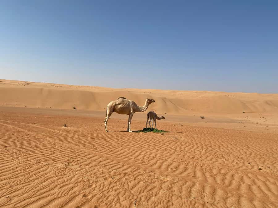 From Muscat: Wahiba Sands Sunset with Desert Camp Dinner - Camel riding through the dunes, and what you should verify