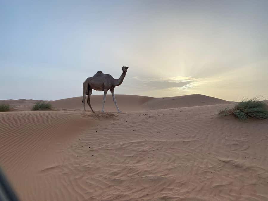 From Muscat: Wahiba Sands Sunset with Desert Camp Dinner - Noon pickup and the reality of an 8-hour desert day