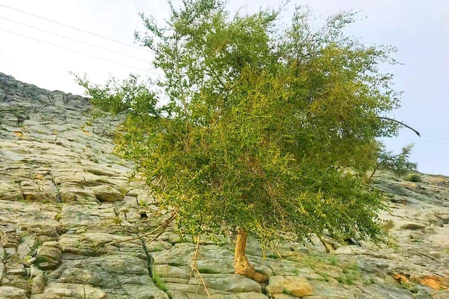 From Ras Al Khaima : Dolphin Watching and Jabal Harim Safari - Food, gear, and practical comfort