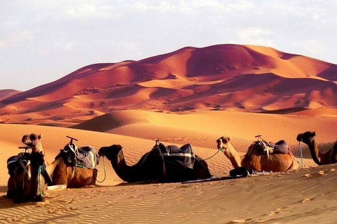 Full-Day Desert Safari Jeep Tour in Ash Sharqiyah Governorate - Price, value, and what you are really paying for at $139