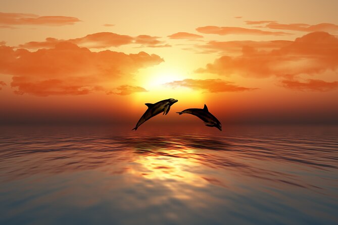 Full day Dhow: Khasab, Musandam: Dolphins, Snorkeling & Fjords - Lunch, Drinks, and Omani Qawa Coffee on Board