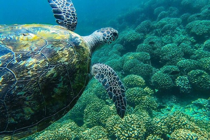 Full Day Dimaniyat Island Excursion - Price and value: what $145 buys you in real time