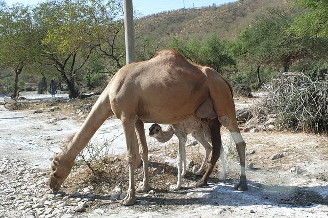 Full Day Guided Salalah a Combination of East and West tour - One Thing to Plan Around