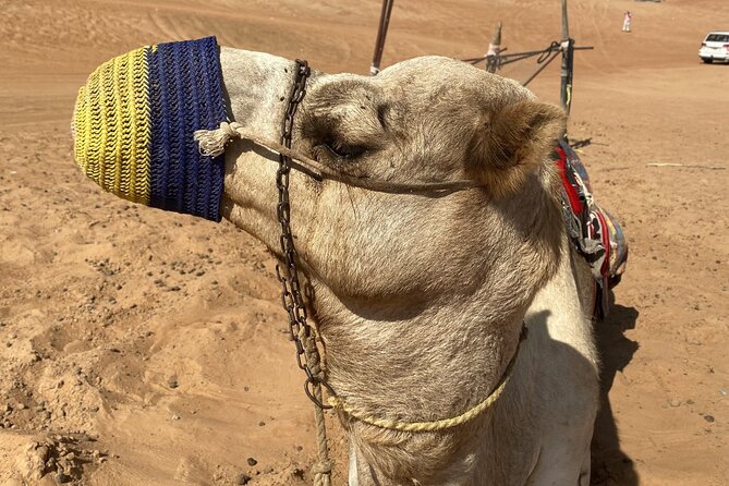 Full-Day Private Tour of Wahiba Sands Desert and Wadi Bani Khalid - Desert photos at golden hour vibes: small gear choices matter